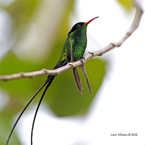 This is a list of national birds. doctor bird jamaica - Google Search | Hummingbird ...