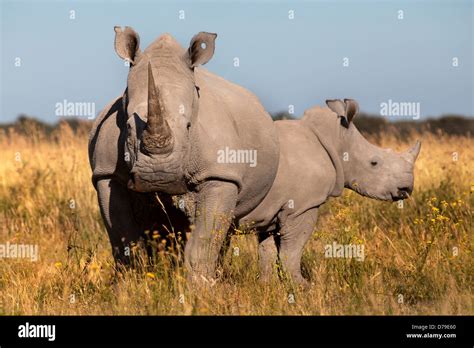 Southern White Rhino With Calf Khama Rhino Sanctuary Botswana Stock