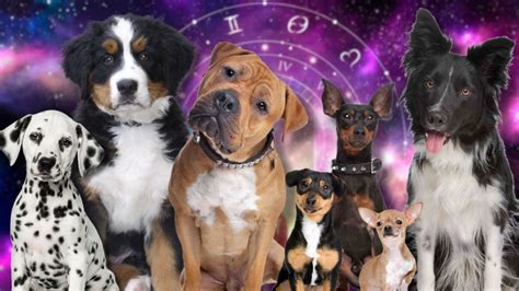 ¿qué raza de perrito eres según tu signo del zodiaco heraldo usa