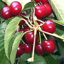 Lorsque vous envisagez de planter un fruitier, ou encore si. plants fruitiers