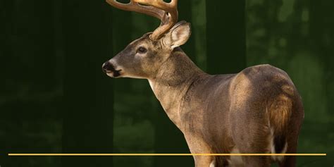 The Best Feeding Times For Deer And What Affects Them