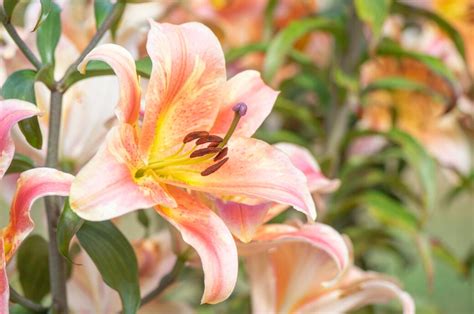 Ihre eleganten blüten bieten ein die großblütigen lilien gehören zu den schönsten zwiebelblumen im garten. Lilien im Garten anpflanzen: Standort, Boden, Pflege ...