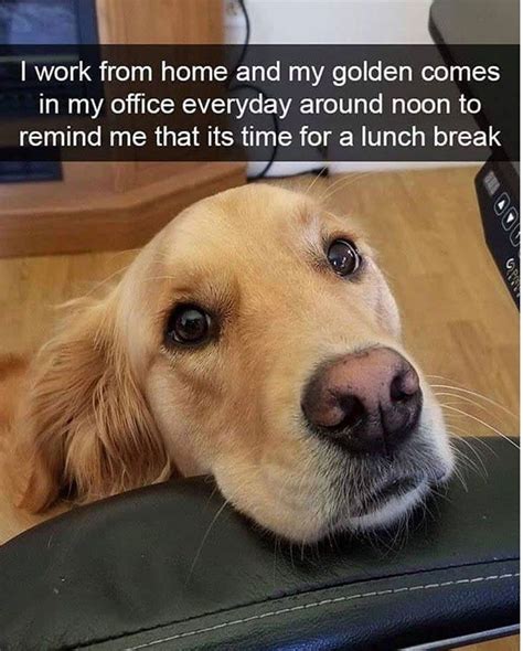 17 Of The Funniest Doggo Memes For You Cutesypooh Funny Dog Memes