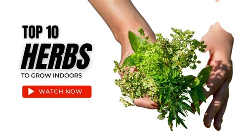 Top 10 Herbs To Grow Indoors Southern Apothecary Youtube