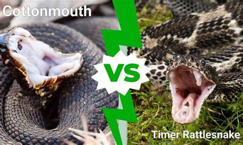 Cottonmouth Vs Timber Rattlesnake 5 Key Differences Az Animals