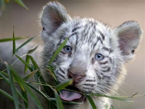White Tiger Cubs Wallpaper 57 Images