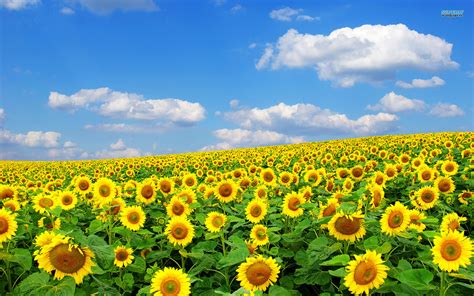 Sunflower Fields Clipart 20 Free Cliparts Download Images On