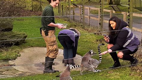 Blackpool Zoo Keeper For A Day Youtube
