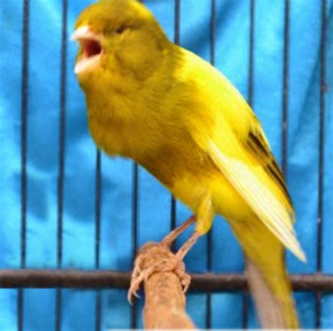 Cara Merawat Burung Kenari Agar Berkicau Gacor Info Seputar Hobi