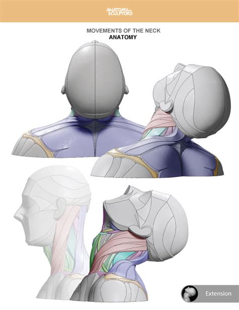 Anatomy For Sculptors Neck Anatomy