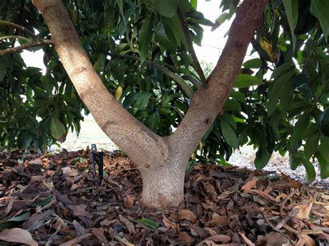 Bifurcated Trunk Avocado Tree Greg Alders Yard Posts Food Gardening
