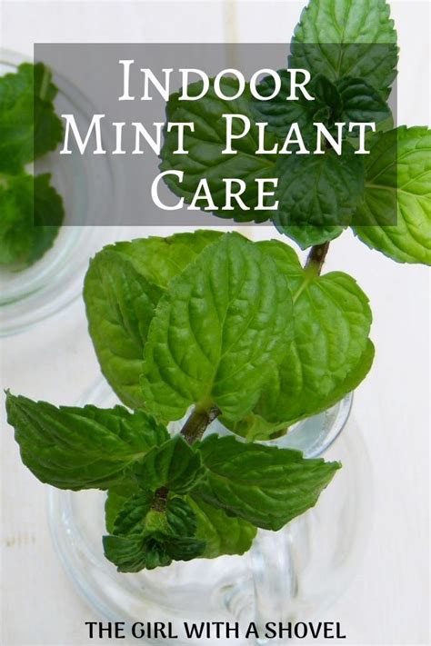 Indoor Mint Plant Care For Year Round Mint Mint Plant Care Growing
