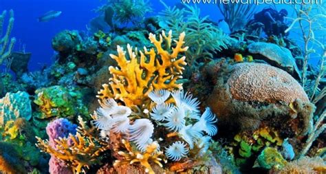 Terumbu Karang Coral Reefs Sd Negeri Batam Kota