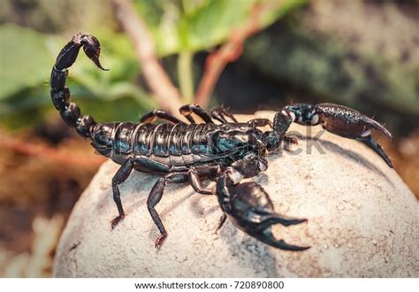 Live Black Scorpion Emperor Scorpion Stock Photo Edit Now 720890800
