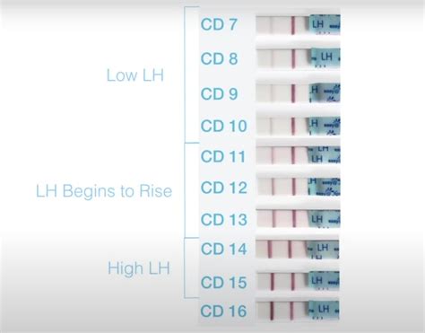 26 Ovulation Test Photos To Help You Read Your Own Results