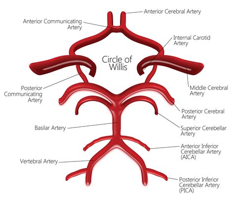 Internal carotid artery (anterior circulation), vertebral artery (posterior circulation), and their hexagonal anastomotic network called blood brain barrier refers to the wall between the brain tissue and blood vessels. WBR0583 - wikidoc