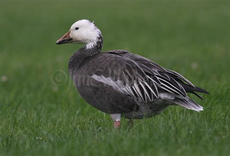 Blue Morph Snow Goose Archives Window To Wildlife Photography By