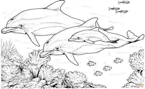 Bottlenose Dolphins Coloring Page Free Printable Coloring Pages