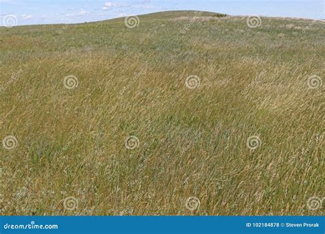Prairie Grasses On The Great Plains Stock Photo Image Of Theodore