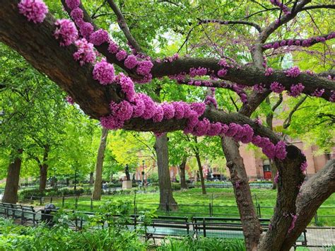 One Of The Most Interesting Nyc Springtime Trees The Judas Tree Are