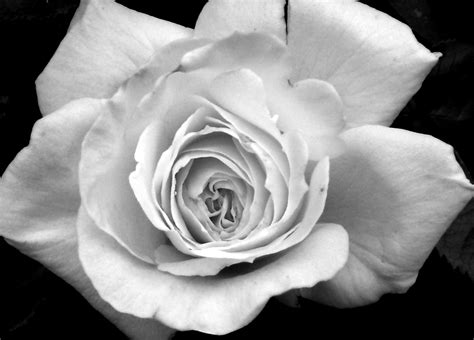 Free Rose Black And White Download Free Rose Black And White Png