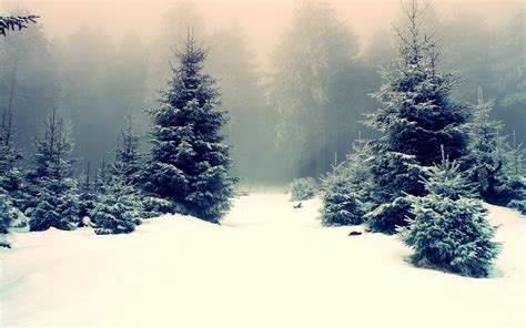 Snow Forest Wallpaper Wallpapers Top Free Snow Forest Wallpaper