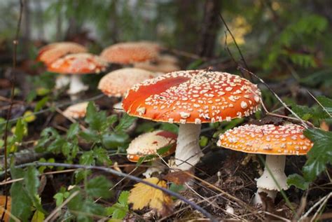 The Deadly Amanita Wild Mushrooms In Florida Is The Worlds Most Toxic