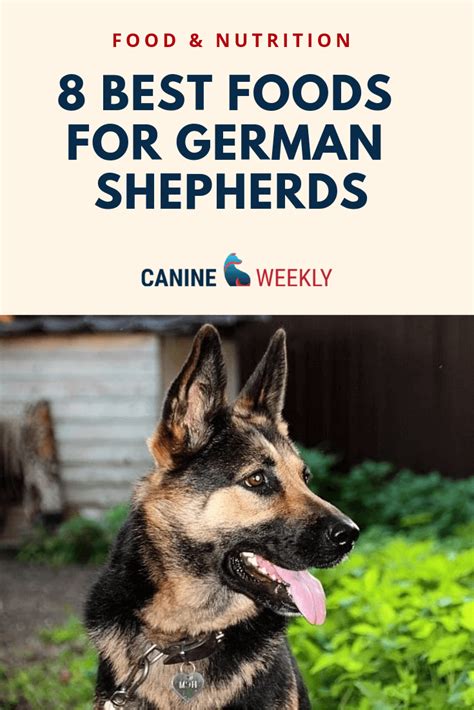 There are three aspects of this feeding chart, namely the german shepherd feeding amount, feeding frequency, and mealtime lengths. 8 Best Dog Food for German Shepherds [2021 Reviews ...