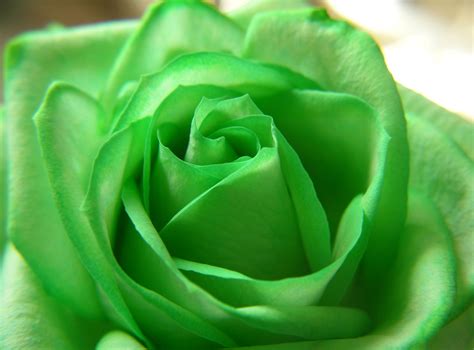 Download Pastel Green Flower Nature Rose Hd Wallpaper