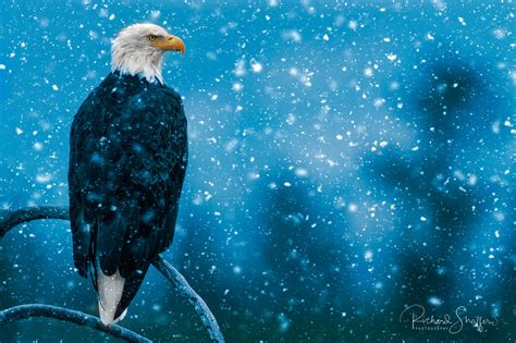 Bald Eagle Snow Storm This Is A Composite Of A Photo Of An Flickr