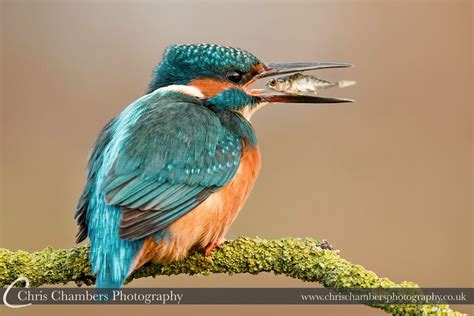 Kingfisher Alcedo Atthis On A Perch With A Fish Photo Chris