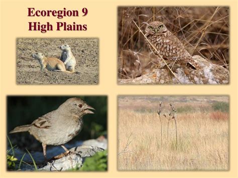 Ppt Texas Ecoregions Powerpoint Presentation Free Download Id2007677