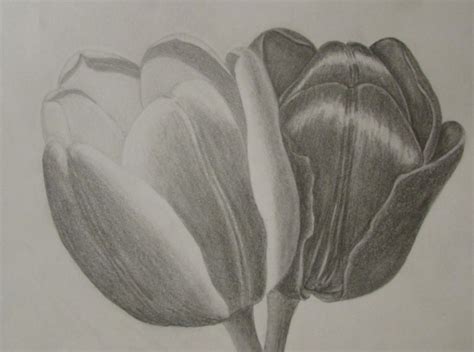 Wow 30 Gambar Bunga Tulip Menggunakan Pensil Galeri Bunga Hd