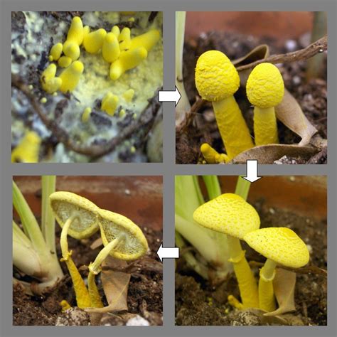 Getting Rid Of Mushrooms Growing In Houseplant Soil Gardening Know How