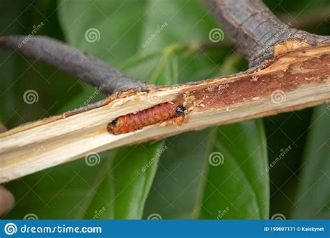 Worm Burrowing Inside The Stem Diseases And Pests Affecting Cocoa Plants Stock Image Image Of