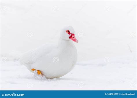 Muscovy Duck On The Snow Near Frozen Water Stock Photo Image Of Head