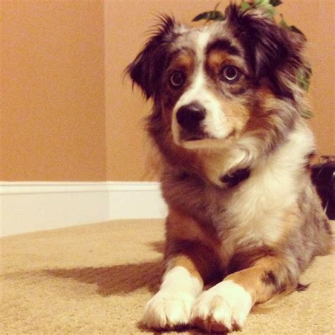 this is addison she is a toy aussie she is full grown in this picture and still looks like a