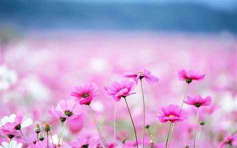 Cute Pink Flower Wallpapers Top Free Cute Pink Flower Backgrounds