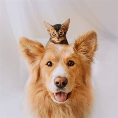 Dog And Cat Stock Photos Pictures And Royalty Free Images Istock