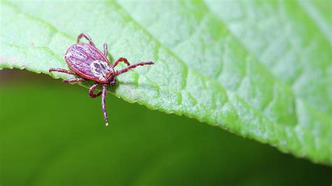 A New Cause Of Lyme Disease Discovered Food Matters®