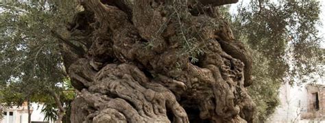 This Incredible 3000 Year Old Olive Tree Is Still Living And Producing