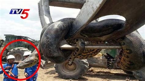 Terrifying 33ft Anaconda Caught In Brazil Telugu News Tv5 News
