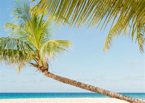 Filecoconut Tree On Beach In Barbados Wikimedia Commons