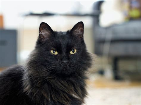 Black Cat In Norwegian Cat Meme Stock Pictures And Photos