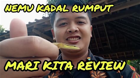 Review Kadal Rumput Takydromus Sexlineatus Youtube