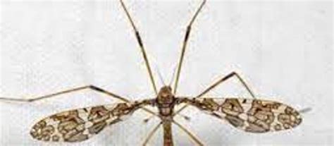 Dont Be Fooled Common Insects Mistaken For Mosquitoes