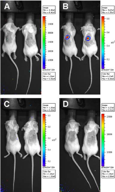 In Vivo Imaging Of Balbc Mice Three Days After Skin Challenge A