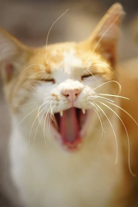 Ginger White Meowing Cat Portrait Funny Domestic Animals Stock Image