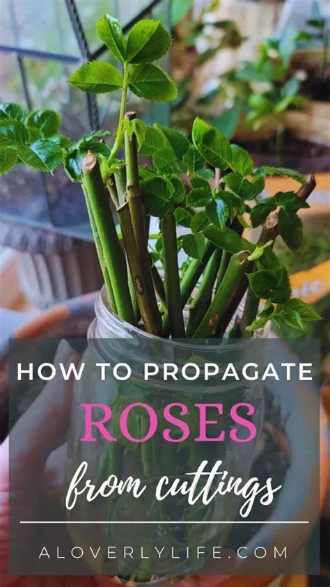 How To Propagate Roses From Cuttings Rose Plant Care Rose Cuttings