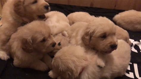 Golden Retriever Puppies 4 Weeks Old Youtube